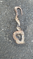 Oligodon bitorquatus