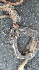 Oligodon bitorquatus