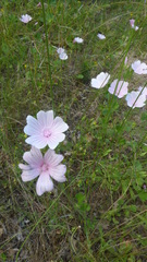 Malva hispanica