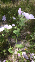 Malva hispanica