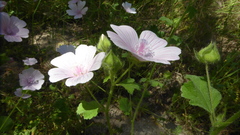 Malva hispanica