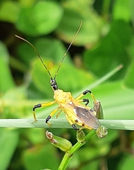 Cosmolestes picticeps