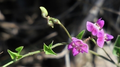 Dolichos hastiformis