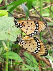 Acraea terpsicore