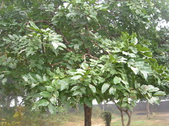 Cassia