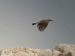 Oenanthe chrysopygia