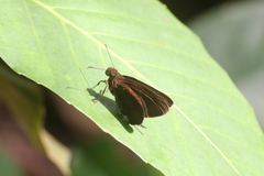 Ancistroides nigrita