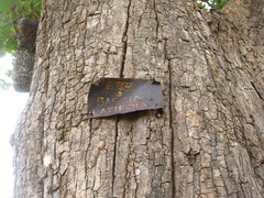 Madhuca longifolia latifolia