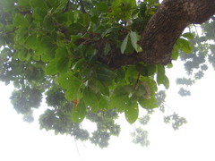 Madhuca longifolia latifolia