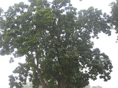 Madhuca longifolia latifolia