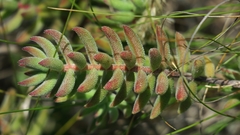 Crassula mesembryanthoides