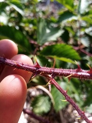 Rubus echinatus
