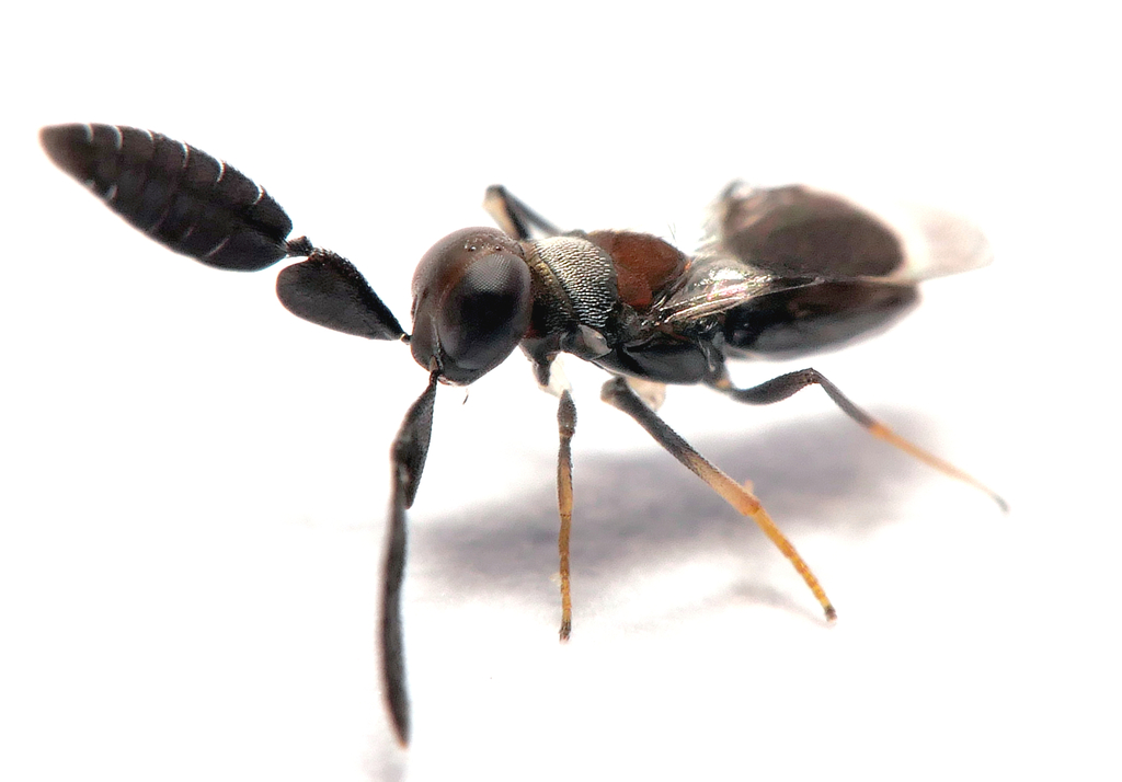 Cryptanusia