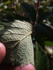 Rubus echinatus