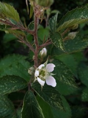 Rubus echinatus