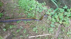 Coelognathus flavolineatus