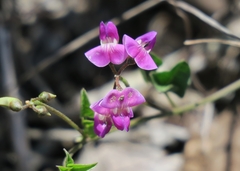 Dolichos hastiformis