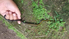 Coelognathus flavolineatus