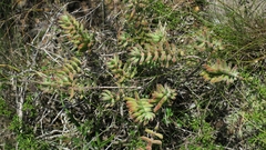 Crassula mesembryanthoides
