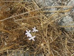 Dianthus strictus