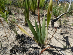 Watsonia spectabilis