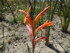 Watsonia spectabilis