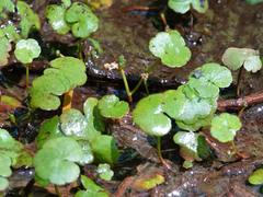 Hydrocotyle pterocarpa