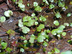 Hydrocotyle pterocarpa