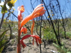 Watsonia spectabilis