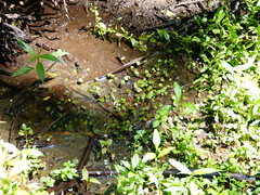 Hydrocotyle pterocarpa