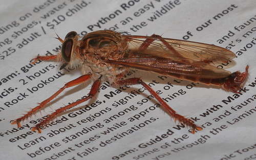 Dolopus genitalis