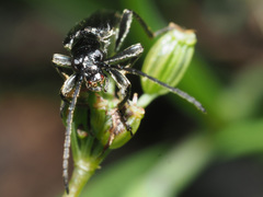 Anogcodes fulvicollis