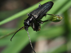 Anogcodes fulvicollis
