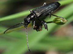 Anogcodes fulvicollis