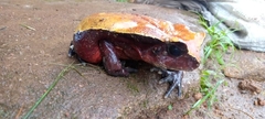 Sclerophrys superciliaris