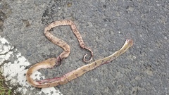 Boiga cynodon