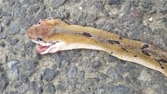 Boiga cynodon