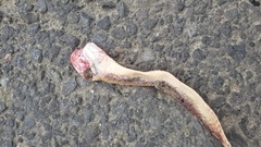 Boiga cynodon