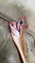 Boiga cynodon