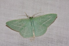 Chlorocoma stereota