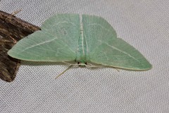 Chlorocoma stereota
