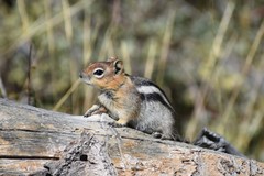 Callospermophilus lateralis certus