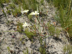 Moraea viscaria