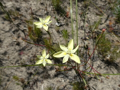 Moraea viscaria