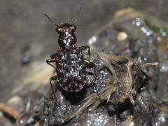 Elaphrus cupreus
