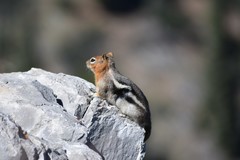 Callospermophilus lateralis certus