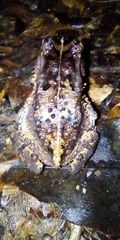 Sclerophrys camerunensis image
