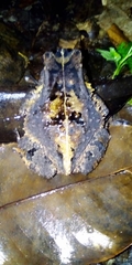 Sclerophrys camerunensis