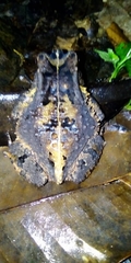 Sclerophrys camerunensis
