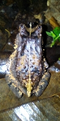 Sclerophrys camerunensis